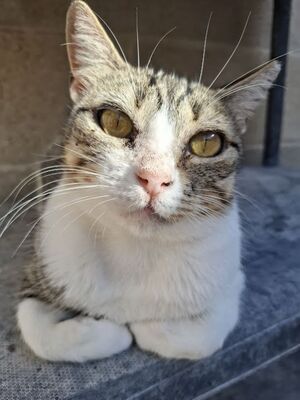 Trini, Europäisch Kurzhaar - Katze