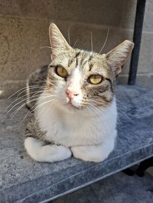 Trini, Europäisch Kurzhaar - Katze