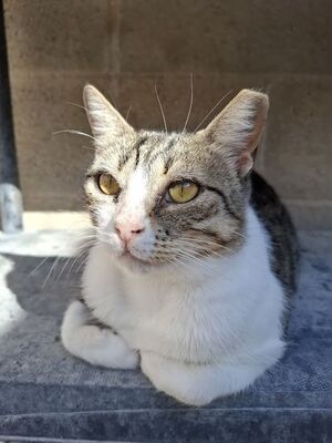 Trini, Europäisch Kurzhaar - Katze