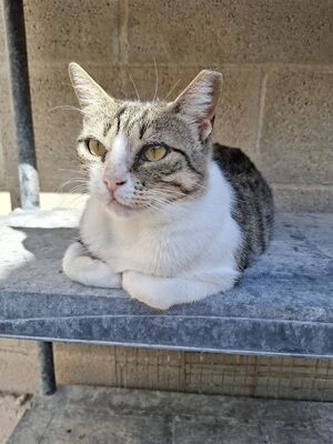 Trini, Europäisch Kurzhaar - Katze