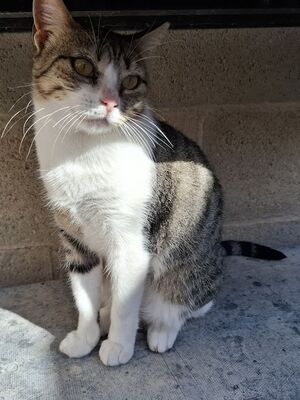 Trini, Europäisch Kurzhaar - Katze