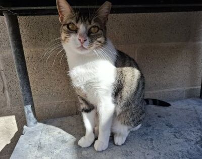 Trini, Europäisch Kurzhaar - Katze