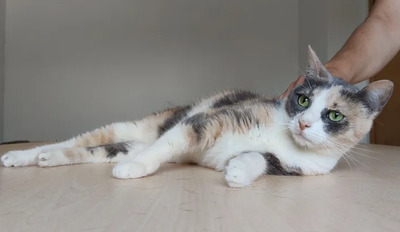 Trinity - selbstbewusste Schönheit, EKH - Katze