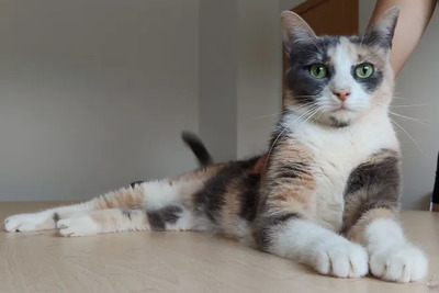 Trinity - selbstbewusste Schönheit, EKH - Katze