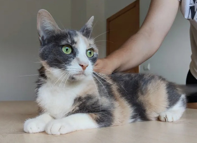 Trinity - selbstbewusste Schönheit, EKH - Katze