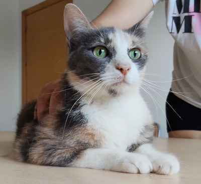 Trinity - selbstbewusste Schönheit, EKH - Katze