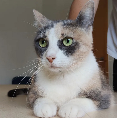 Trinity - selbstbewusste Schönheit, EKH - Katze