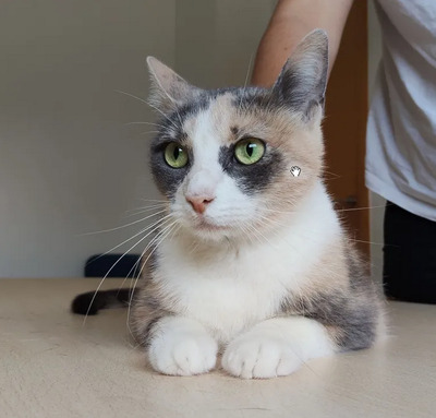 Trinity - selbstbewusste Schönheit, EKH - Katze