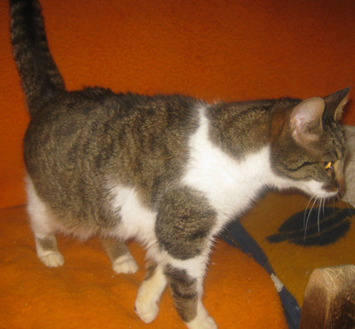 Trinket sucht ein kuschliges Zuhause, Mischling - Katze