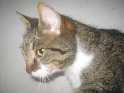 Trinket sucht ein kuschliges Zuhause, Mischling - Katze