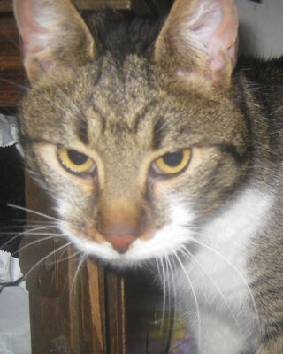 Trinket sucht ein kuschliges Zuhause, Mischling - Katze