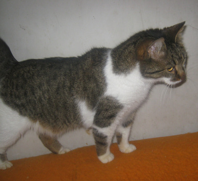 Trinket sucht ein kuschliges Zuhause, Mischling - Katze