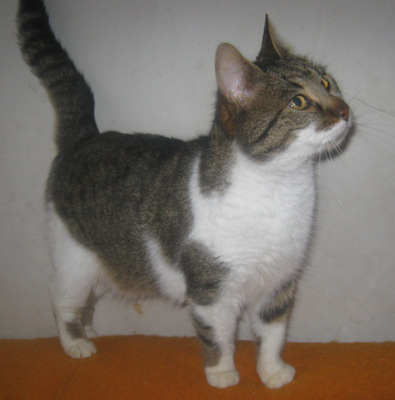 Trinket sucht ein kuschliges Zuhause, Mischling - Katze