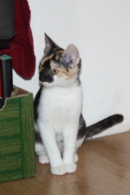 Trixie, Gewöhnliche Hauskatze Jungtier - Katze