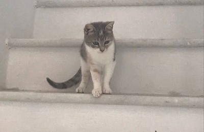 Trixie - Schüchternes Katzenmädchen, ca. 8 Monate, Mischling - Katze