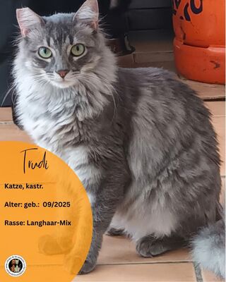 Trudi, Langhaar-Mix - Katze