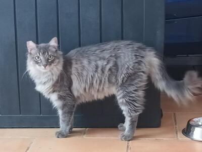 Trudi, Langhaar-Mix - Katze