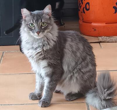 Trudi, Langhaar-Mix - Katze