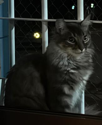 Trudi, Langhaar-Mix - Katze