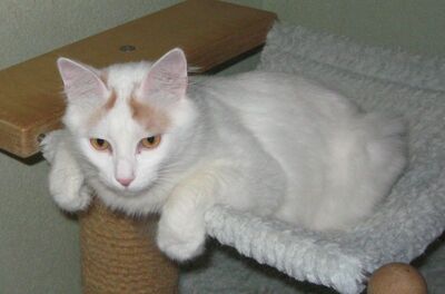 Türkisch Van kastriert in rot weiss, Türkisch Van Jungtier - Kater