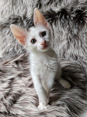 Türkische Angorakatze Jungtier - Katze