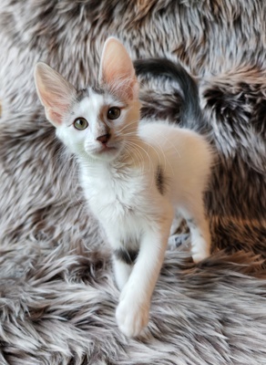 Türkische Angorakatze Jungtier - Katze