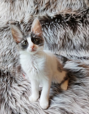 Türkische Angorakatze Jungtier - Katze