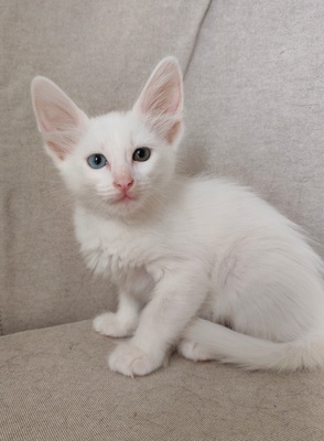 Türkische Angorakatze Jungtier - Katze