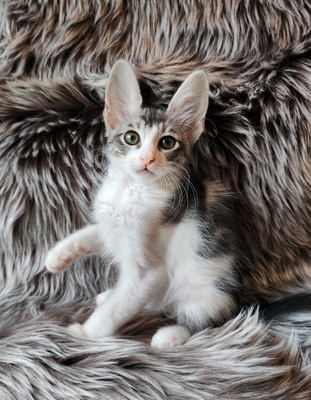 Türkische Angorakatze Jungtier - Katze