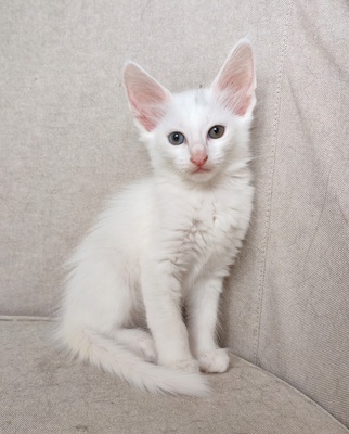 Türkische Angorakatze Jungtier - Katze