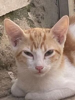 Tuna (geb. Mai 26) - EKH-Katze, EKH - Katze