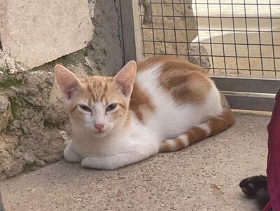 Tuna (geb. Mai 26) - EKH-Katze, EKH - Katze