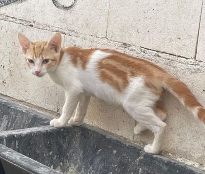 Tuna (geb. Mai 26) - EKH-Katze, EKH - Katze