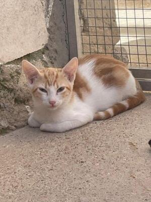 Tuna (geb. Mai 26) - EKH-Katze, EKH - Katze