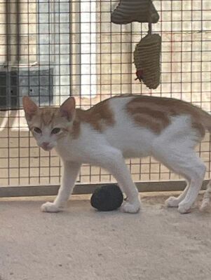 Tuna (geb. Mai 26) - EKH-Katze, EKH - Katze