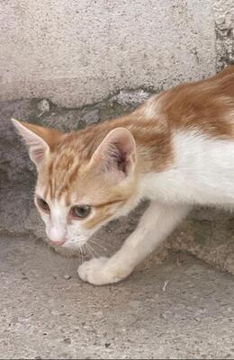Tuna (geb. Mai 26) - EKH-Katze, EKH - Katze