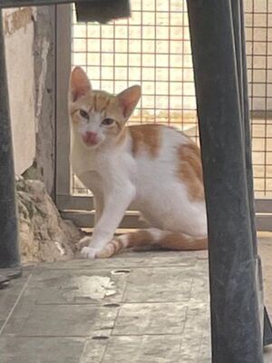 Tuna (geb. Mai 26) - EKH-Katze, EKH - Katze