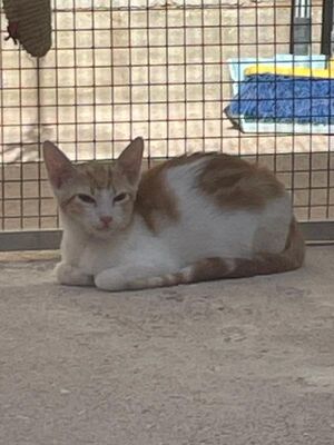 Tuna (geb. Mai 26) - EKH-Katze, EKH - Katze