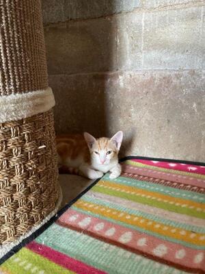 Tuna (geb. Mai 26) - EKH-Katze, EKH - Katze