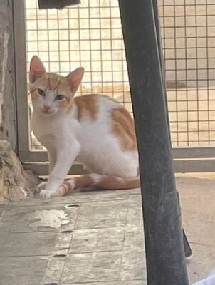 Tuna (geb. Mai 26) - EKH-Katze, EKH - Katze