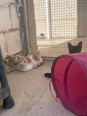 Tuna (geb. Mai 26) - EKH-Katze, EKH - Katze