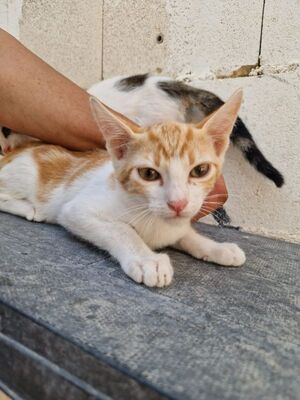 Tuna (geb. Mai 26) - EKH-Katze, EKH - Katze