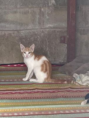 Tuna (geb. Mai 26) - EKH-Katze, EKH - Katze
