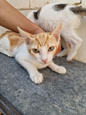 Tuna (geb. Mai 26) - EKH-Katze, EKH - Katze