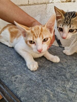 Tuna (geb. Mai 26) - EKH-Katze, EKH - Katze