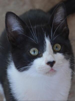 Turron, Europäisch Kurzhaar - Kater