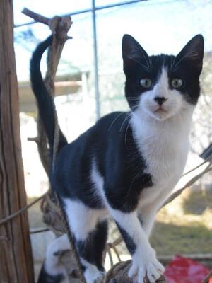 Turron, Europäisch Kurzhaar - Kater