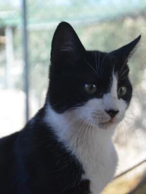 Turron, Europäisch Kurzhaar - Kater