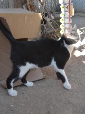 Turron, Europäisch Kurzhaar - Kater