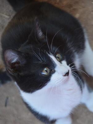 Turron, Europäisch Kurzhaar - Kater